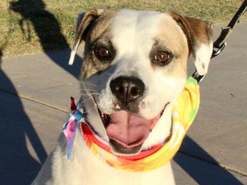 Foxhound 4 years 11 months old male medium named Tito for adoption | Petmeetly