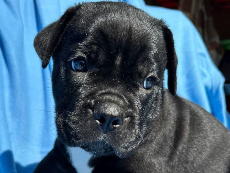 Cane Corso 3 months old female small named Flora for adoption | Petmeetly