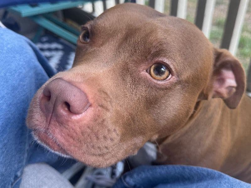 American PitBull Terrier 3 years 1 month old female medium named Legend for adoption in Davidson County, Tennessee | Petmeetly