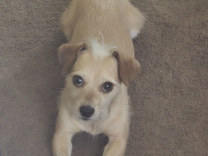 Jack Chi 5 years 10 months old male medium named Zoomiey for sale in Yavapai County, Arizona | Petmeetly