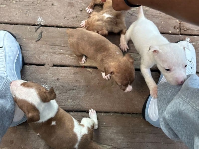American PitBull Terrier 5 months old male small named Puppies for sale in St. Louis County, Missouri | Petmeetly