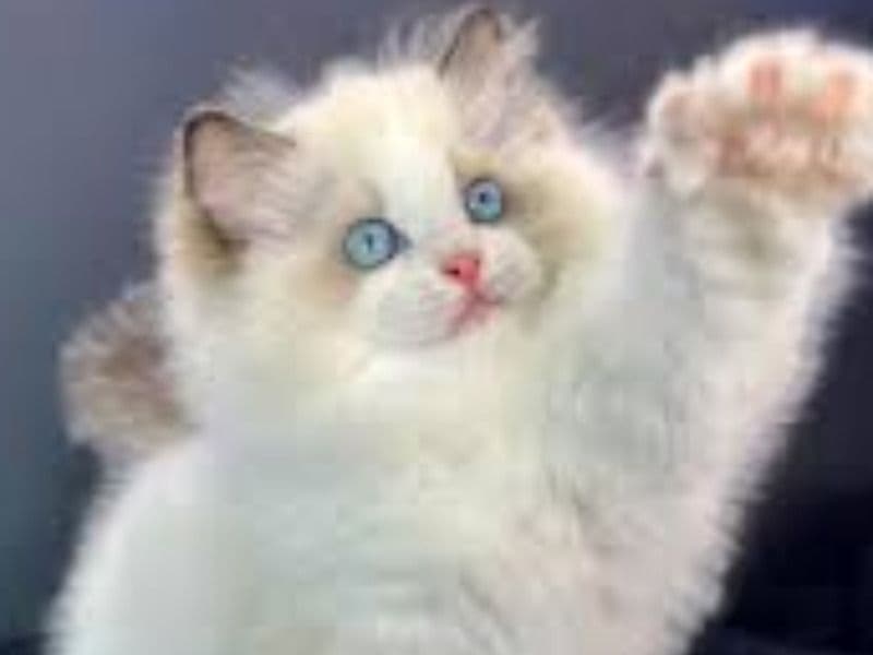 Ragdoll 2 months old female named Lilly for sale in New York, New York | Petmeetly