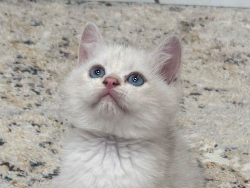 British Shorthair 6 months old male named Mavish for sale in Oklahoma County, Oklahoma | Petmeetly