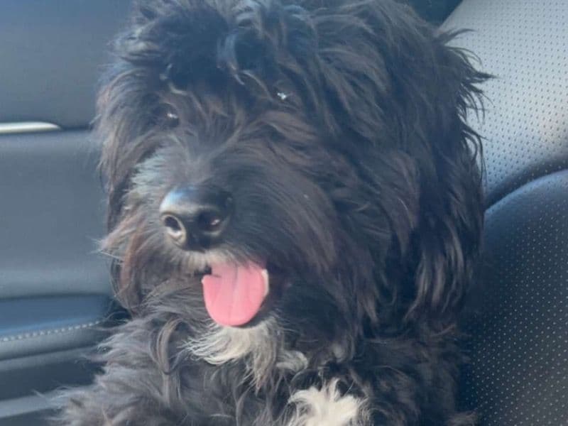 Miniature Poodle 1 year 5 months old male small named Oreo for sale in Philadelphia, Pennsylvania | Petmeetly