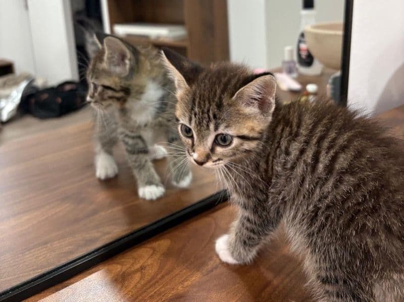 Domestic Medium Hair 2 months old female named Nara for breeding in Los Angeles County, California | Petmeetly