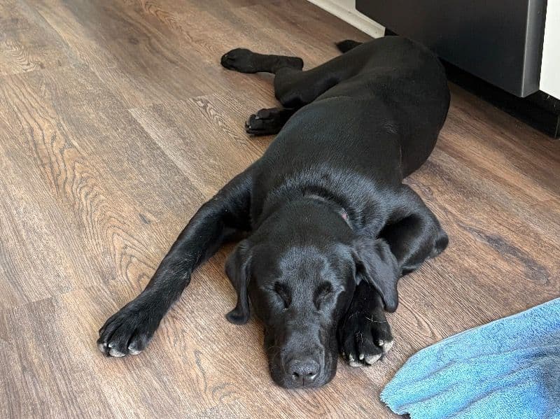 Labrador Retriever 1 year 1 month old male medium named Storm for breeding in Lancaster County, Nebraska | Petmeetly