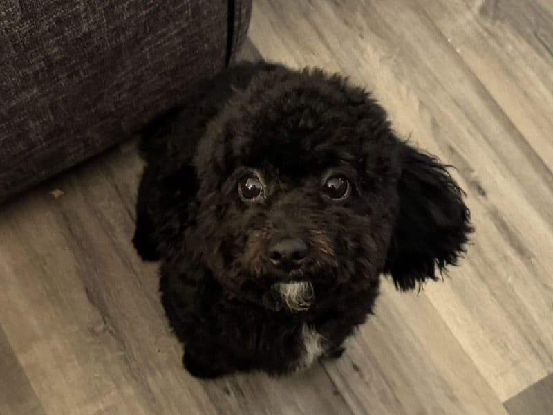 Bichon Frise 1 year 9 months old female small named Mily for sale in Denton County, Texas | Petmeetly