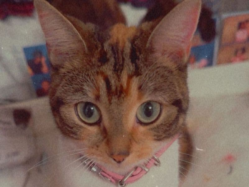 Gia primary photo