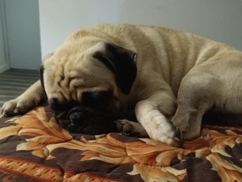 Pug 4 years old male medium named Papi Doc for breeding in Montgomery County, Ohio | Petmeetly