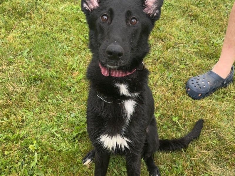 Black German Shepherd 2 years 4 months old female medium named Stormi for adoption in St. Clair County, Michigan | Petmeetly
