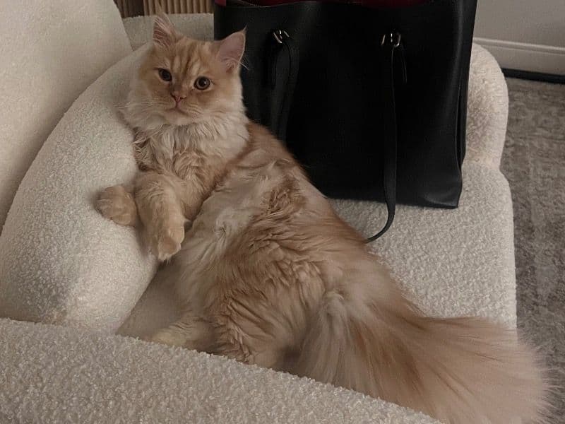 Persian 1 year 7 months old male named Hassan for breeding in Norfolk County, Massachusetts | Petmeetly