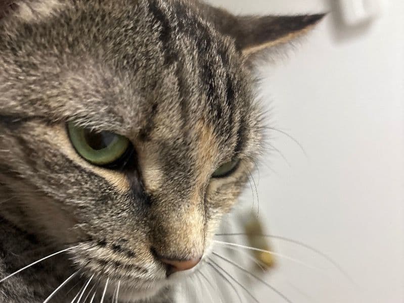 American Shorthair 1 year 6 months old female named Sky for breeding in New York, New York | Petmeetly