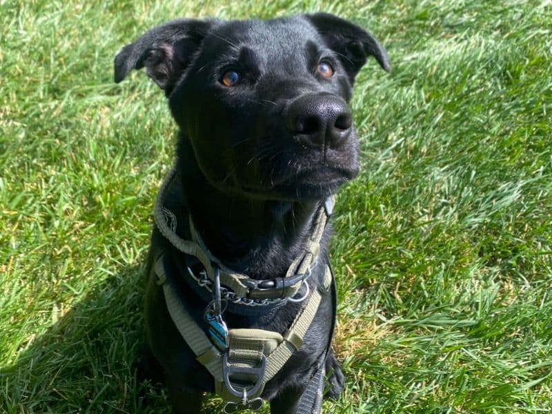 Black German Shepherd 2 years old male large named Prince for breeding in Prince William County, Virginia | Petmeetly