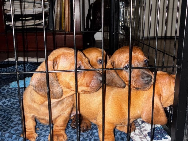 Dachshund 2 months old male small named Seven Week Old Dachshund Puppies for sale in Hillsborough County, Florida | Petmeetly
