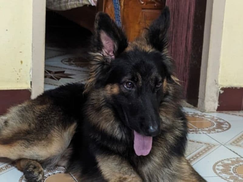 Black German Shepherd 2 years 10 months old male large named Tom for breeding in Chennai, Tamil Nadu | Petmeetly