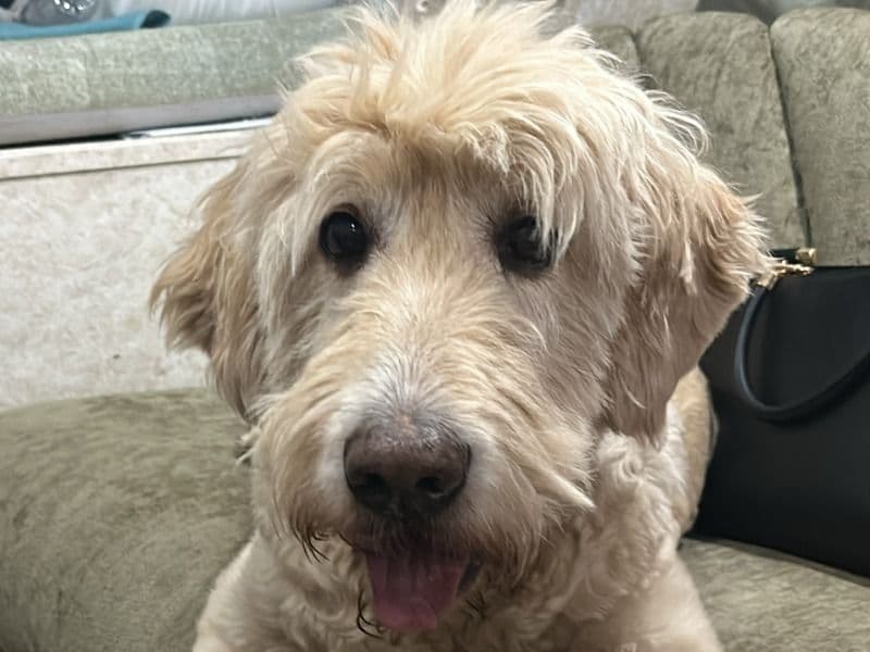 Goldendoodle 10 years old male extra large named Romeo for breeding in Pinal County, Arizona | Petmeetly