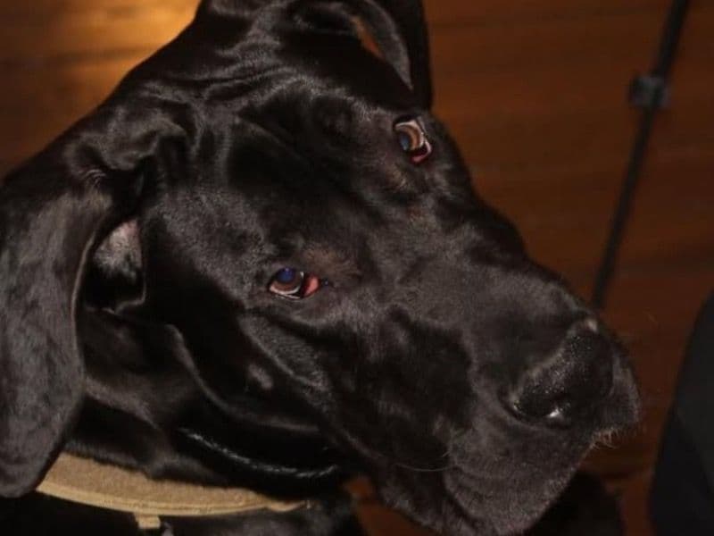 Sarge primary photo
