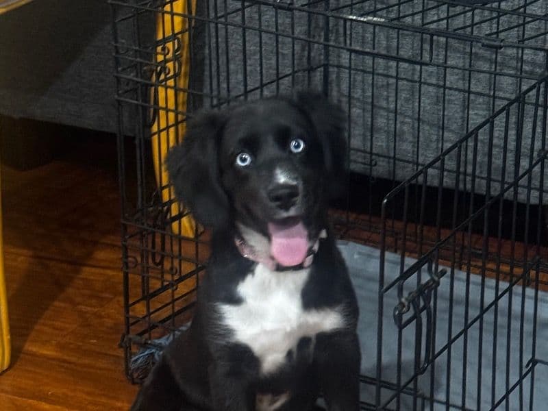 Luna primary photo