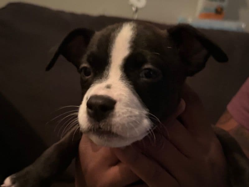 Australian Labrodoodle 3 months old female small named Pipp for adoption in DeKalb County, Georgia | Petmeetly