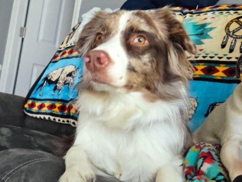 Australian Shepherd 1 year 9 months old female medium named Luna for sale in Meriden, Minnesota | Petmeetly