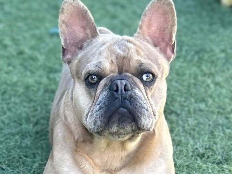 French Bulldog 1 year 2 months old male medium named Gucci for breeding in Merced County, California | Petmeetly