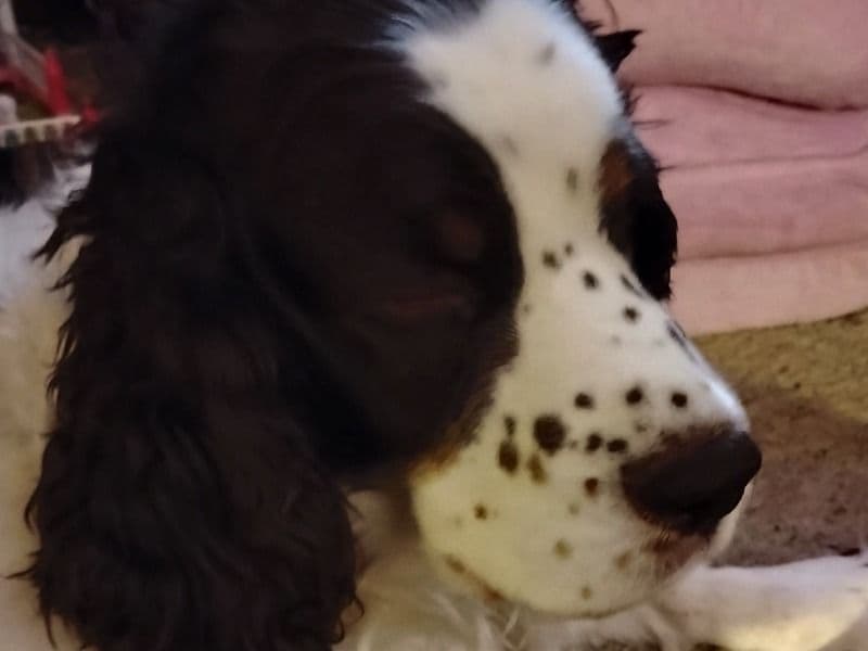 English Springer Spaniel 4 months old female medium named Bella for breeding in Matanuska-Susitna Borough, Alaska | Petmeetly