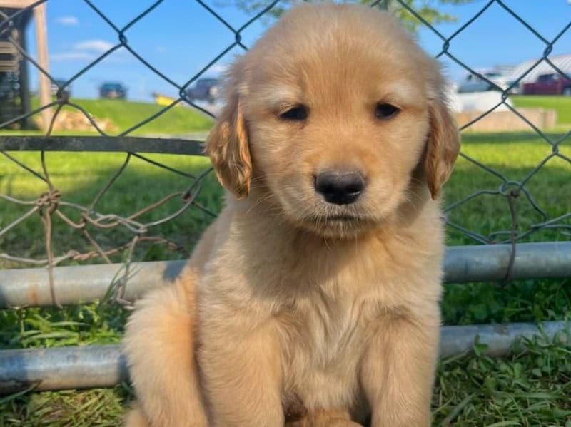 English Golden Retriever 3 months old female medium named Stacey for sale | Petmeetly
