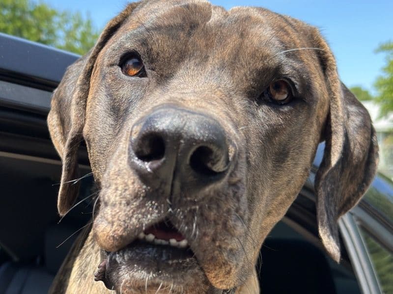 Great Dane 2 years 10 months old male extra large named Mossberg for breeding in Sacramento County, California | Petmeetly