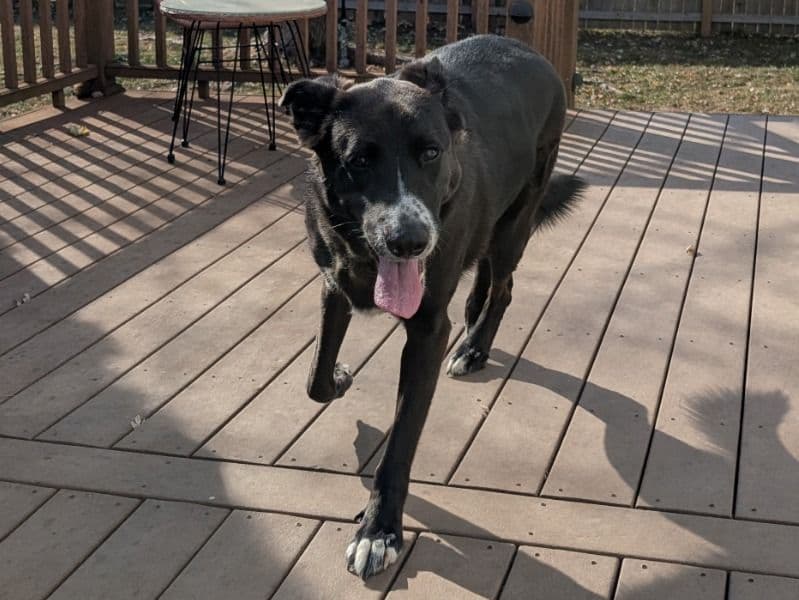 German Shepherd 3 years 2 months old male large named Chester for adoption in Johnson County, Kansas | Petmeetly