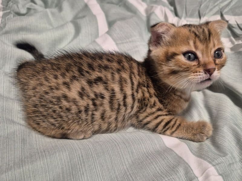 Bengal 3 months old male named Bengal for sale in Metro Vancouver, British Columbia | Petmeetly