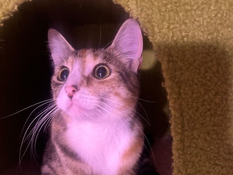 Tabby 1 year 4 months old female named Céline for breeding in Anchorage Municipality, Alaska | Petmeetly