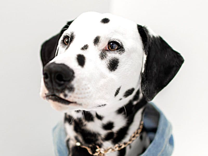 Dalmatian 2 years 6 months old male medium named Lyfe for breeding in Lehigh County, Pennsylvania | Petmeetly