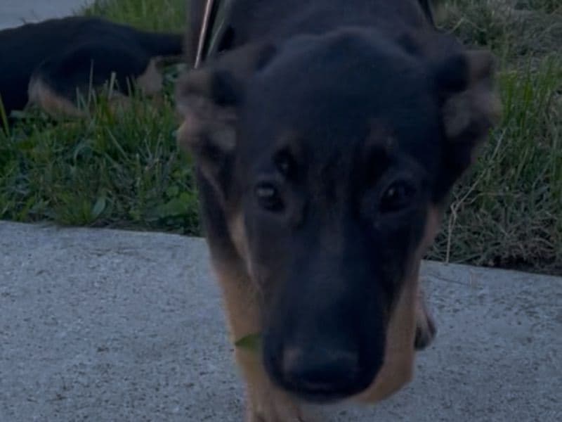 German Shepherd 9 months old female medium named Danger for breeding in Delaware County, Pennsylvania | Petmeetly