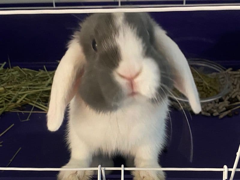Holland Lop 1 year 2 months old male named Lewis for adoption in Cobb County, Georgia | Petmeetly