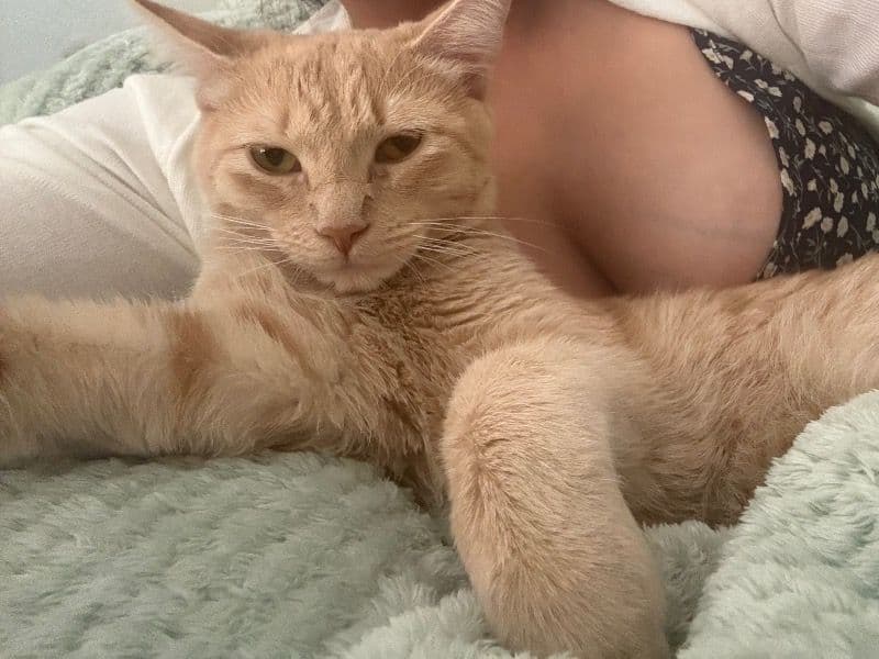 Tabby 7 months old female named Sandy for breeding in Maricopa County, Arizona | Petmeetly