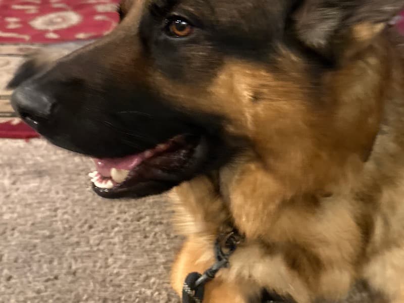 Black German Shepherd 4 years 7 months old male medium named Jordan for breeding in Cook County, Illinois | Petmeetly