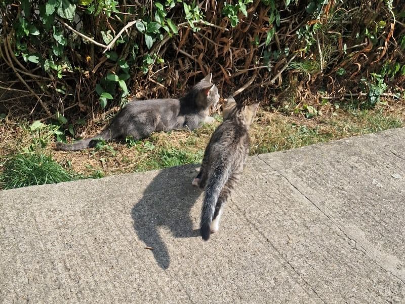 British Shorthair 7 months old male named Tiger for sale in Bristol City, England | Petmeetly