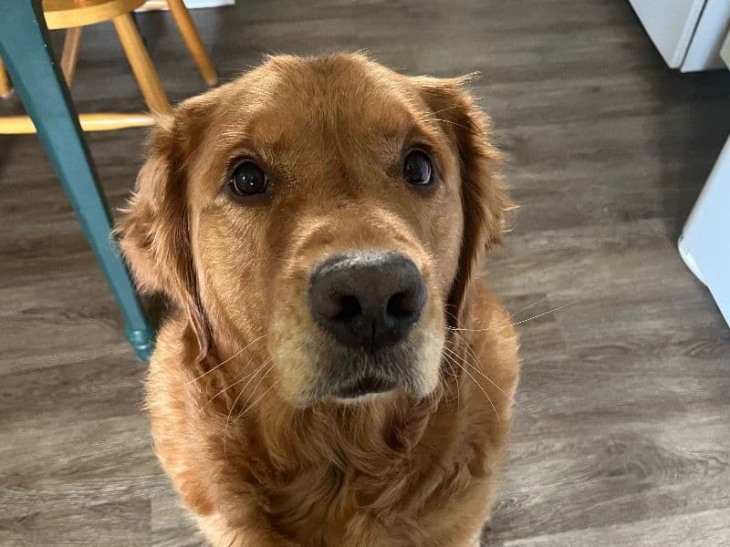 Golden Retriever 7 years old male large named Cooper for adoption in Chesterfield County, Virginia | Petmeetly