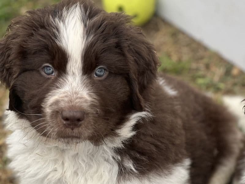Newfoundland 1 month old male large named Morado for sale in San Bernardino County, California | Petmeetly