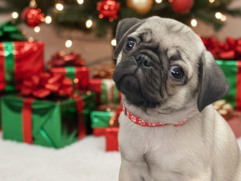 Pug 2 months old male small named Tekoa for adoption in Arapahoe County, Colorado | Petmeetly