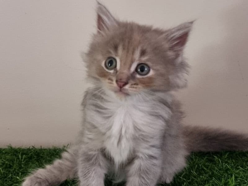 Ragdoll X Kittens For Sale primary photo