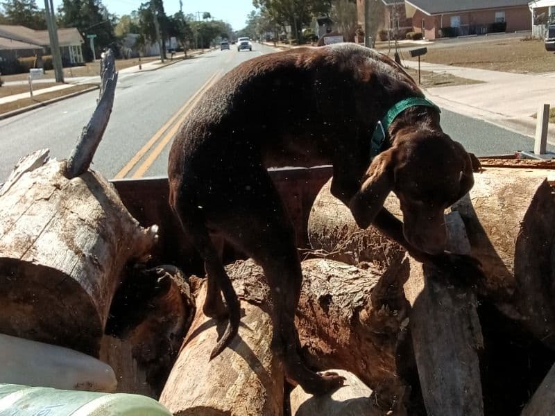 Weimaraner 11 months old male medium named Bo for sale in Baker County, Florida | Petmeetly