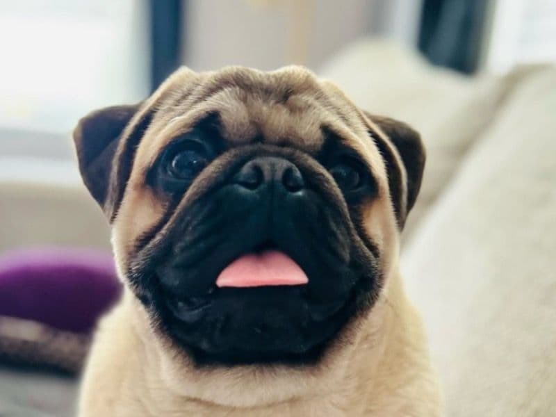 Pug 1 year 4 months old male medium named Chucky for breeding in McHenry County, Illinois | Petmeetly