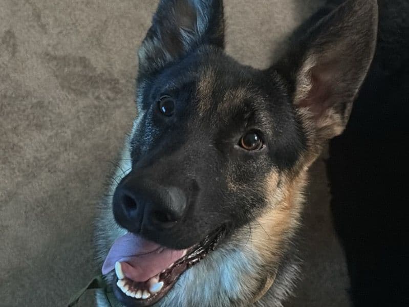 German Shepherd 8 months old male large named Bluey for sale in Mecklenburg County, North Carolina | Petmeetly