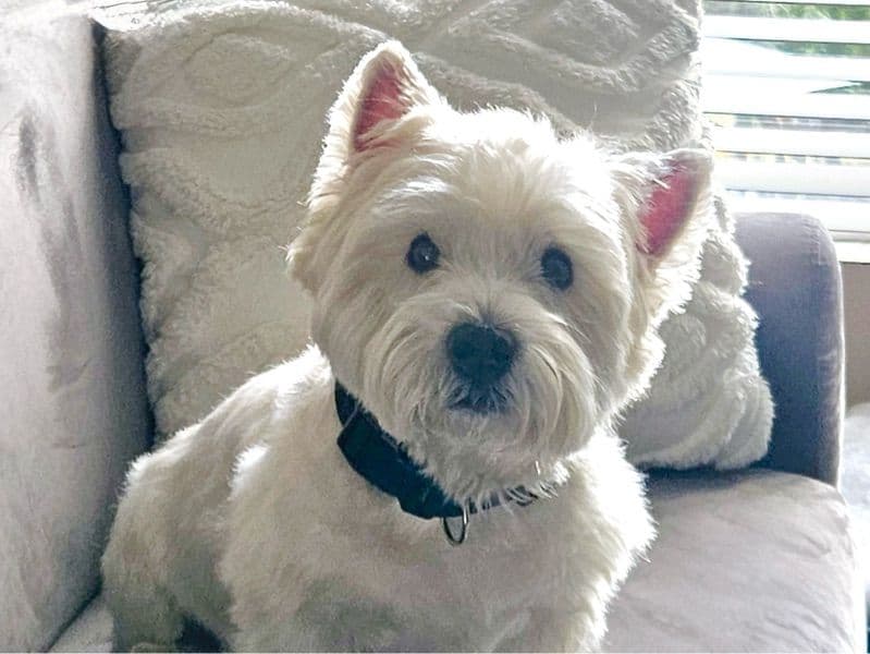 West Highland White Terrier 8 years 2 months old male small named Buddy for breeding in Los Angeles County, California | Petmeetly