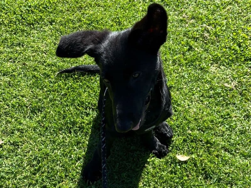 Black German Shepherd 4 months old female medium named Suki for adoption in San Diego County, California | Petmeetly