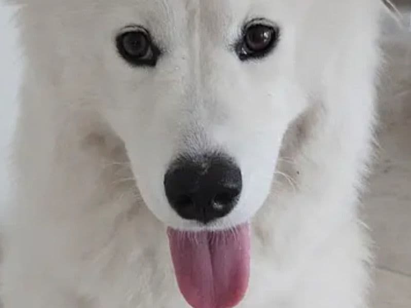 Samoyed 1 year 7 months old female medium named Wynter for breeding in Dallas County, Texas | Petmeetly