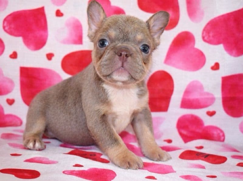 French Bulldog 1 month old male small named Expresso for sale in Rockingham County, North Carolina | Petmeetly
