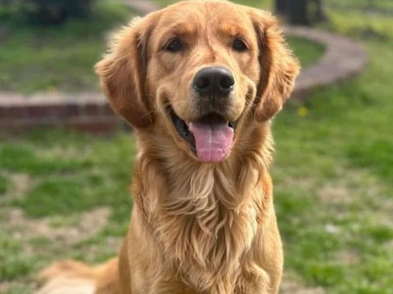 Golden Retriever 3 years 2 months old male large named Max for breeding in Tulsa County, Oklahoma | Petmeetly