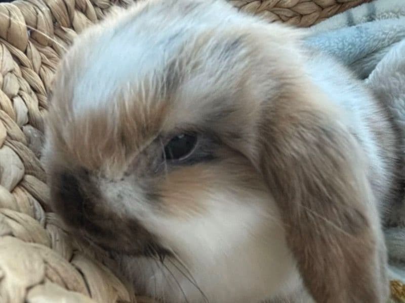 Mini Lop 3 months old female named Honey π― for adoption in Lancaster County, Pennsylvania | Petmeetly